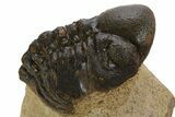 Bargain, Curled Reedops Trilobite - Atchana, Morocco #341311-3